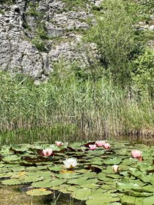 The pond lilies in Botanical garden, Štramberk
